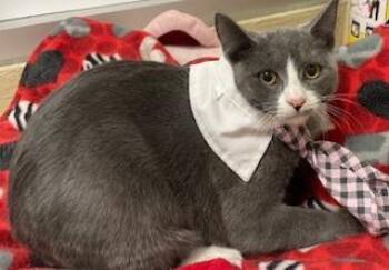 Rescue Domestic Short Hair Cats for Adoption in Parlier, California - Isabella | PetCurious