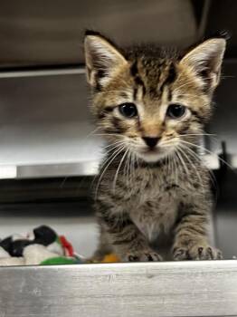 A185408 -  Domestic Short Hair Cat for Adoption in Pasadena, Texas - A185408 | PetCurious