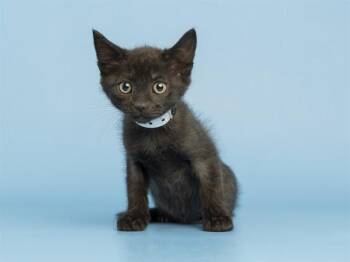 DINKY -  Domestic Short Hair Cat for Adoption in Phoenix, Arizona - DINKY | PetCurious