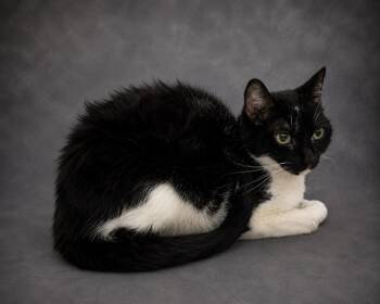 BLANCHE -  Domestic Short Hair Cat for Adoption in Winter Haven, Florida - BLANCHE | PetCurious