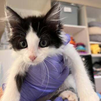 Anna -  Domestic Medium Hair Cat for Adoption in Kanab, Utah - Anna | PetCurious