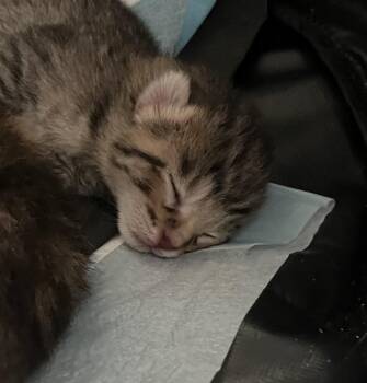 Wally -  Domestic Short Hair Cat Available for Adoption in Virginia Beach, Virginia - Wally | PetCurious