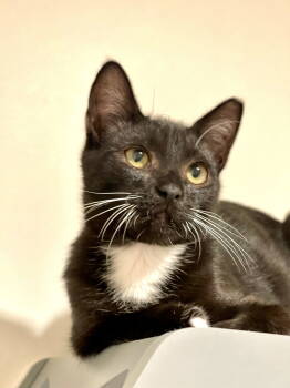 Rescue Domestic Short Hair Cats for Adoption in Oakland, California - Sprite (bonded With Fresca) | PetCurious