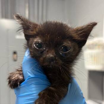 Precious -  Domestic Short Hair Cat for Adoption in Summerville, South Carolina - Precious | PetCurious