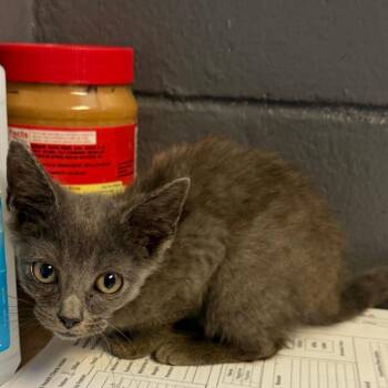 TUSC-Stray-84871_2 -  Domestic Short Hair Cat for Adoption in Tuscaloosa, Alabama - TUSC-Stray-84871_2 | PetCurious