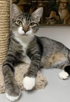 Rescue Domestic Short Hair Cats for Adoption in Milwaukee, Wisconsin - Goldie25 | PetCurious