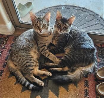 Courtesy Post Ozzy and Luke -  Domestic Short Hair Cat for Adoption in San Tan Valley, Arizona - Courtesy Post Ozzy And Luke | PetCurious