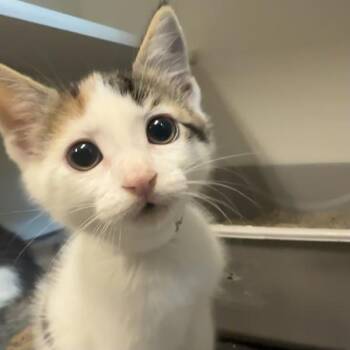 Dovewing -  Domestic Short Hair Cat for Adoption in Walnut Creek, California - Dovewing | PetCurious