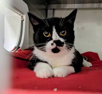 Rescue Domestic Short Hair Cats for Adoption in Liverpool, New York - Paisley | PetCurious