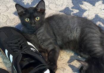 Georgy -  Domestic Medium Hair and Maine Coon Cat for Adoption in Tampa, Florida - Georgy | PetCurious