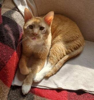 Domestic Short Hair Cats Available for Adoption in Omaha, Nebraska - WAYNE | PetCurious