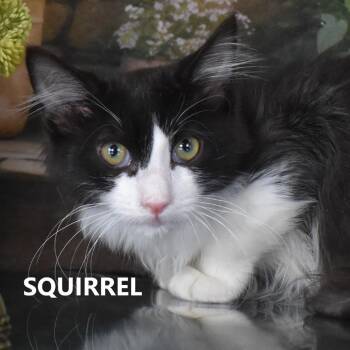 Squirrel -  Domestic Short Hair Cat for Adoption in Yuma, Arizona - Squirrel | PetCurious