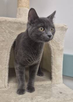 Dragonfly -  Domestic Short Hair Cat for Adoption in South Bend, Indiana - Dragonfly | PetCurious