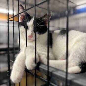 Rescue Domestic Short Hair Cats for Adoption in Akron, New York - Oatmeal ARC2025-285 | PetCurious