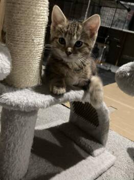 Domestic Short Hair Cats Available for Adoption - Macey | PetCurious