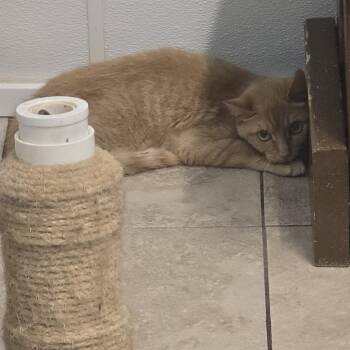 Donut 26-0426 -  Domestic Short Hair Cat for Adoption in Yanceyville, North Carolina - Donut 26-0426 | PetCurious