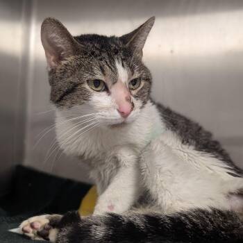 Jax -  Domestic Short Hair Cat for Adoption in Springfield, Illinois - Jax | PetCurious