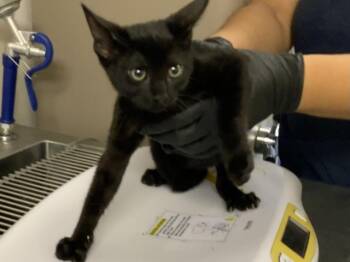A254495 -  Domestic Short Hair Cat for Adoption in Visalia, California - A254495 | PetCurious