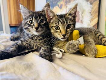 Rescue Domestic Long Hair and Domestic Short Hair Cats for Adoption in Roxbury Township, New Jersey - Kiko & Rocky | PetCurious