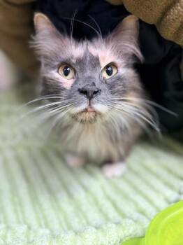 Domestic Long Hair and Domestic Short Hair Cats Available for Adoption in Bowling Green, Kentucky - Gracie | PetCurious