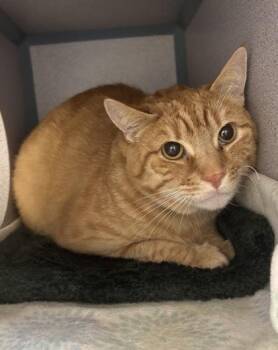 Thomas O`Malley -  Domestic Short Hair Cat for Adoption in East Brookfield, Massachusetts - Thomas O`Malley | PetCurious