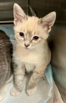 PEONY -  Domestic Short Hair Cat for Adoption in Houston, Texas - PEONY | PetCurious