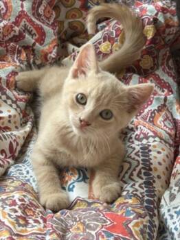 ASLAN -  Domestic Short Hair Cat for Adoption in Santa Fe, New Mexico - ASLAN | PetCurious