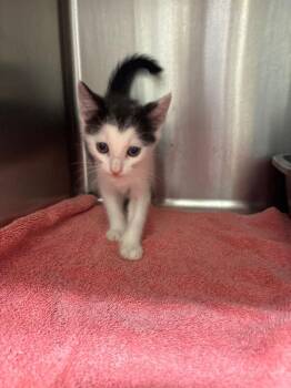 Zain -  Domestic Short Hair Cat for Adoption in Burgaw, North Carolina - Zain | PetCurious