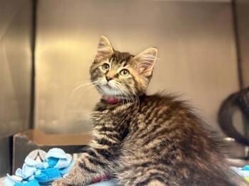 LYGGA -  Domestic Medium Hair Cat for Adoption in Fort Wayne, Indiana - LYGGA | PetCurious