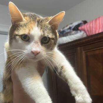 Domestic Short Hair Cats Available for Adoption in Brownsboro, Alabama - Harbor | PetCurious