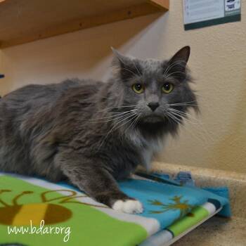 Domestic Long Hair Cats Available for Adoption in Cheyenne, Wyoming - Nala | PetCurious