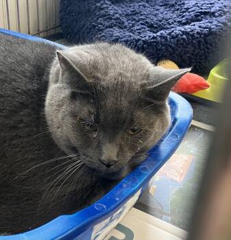 Harvey -  Domestic Short Hair Cat for Adoption in Parma, Ohio - Harvey | PetCurious