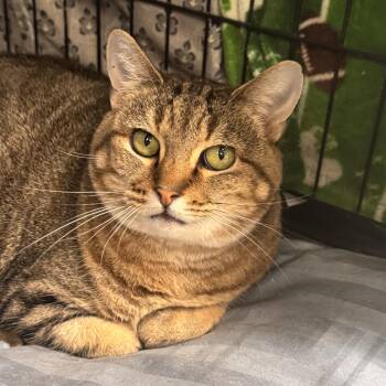 Domestic Short Hair Cats Available for Adoption in Mokena, Illinois - Tiana | PetCurious