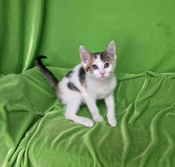 Cherry -  Domestic Short Hair Cat for Adoption in Cumberland, Maine - Cherry | PetCurious
