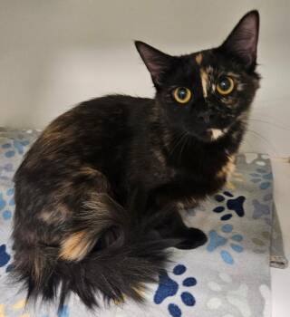 Glimmer (carroll creek) -  Domestic Short Hair Cat for Adoption in Johnson City, Tennessee - Glimmer (carroll Creek) | PetCurious