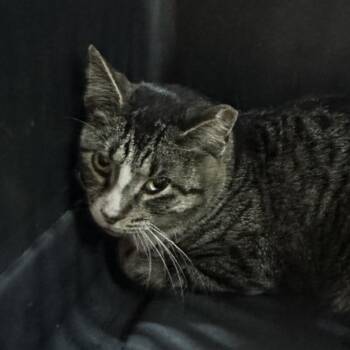 Sabertooth -  Domestic Short Hair Cat for Adoption in Corbin, Kentucky - Sabertooth | PetCurious