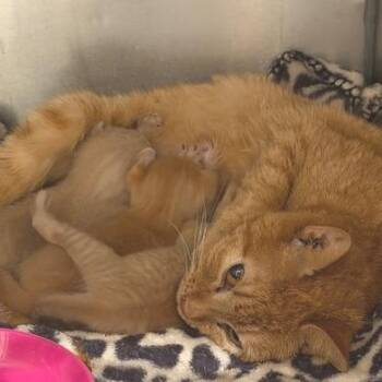 Domestic Short Hair Cats Available for Adoption in Cumming, Georgia - Sheelah | PetCurious