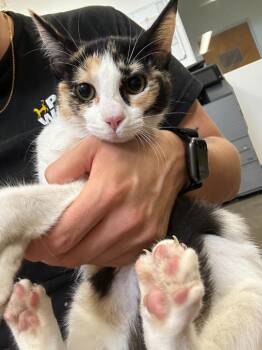 Tamba -  Domestic Short Hair Cat for Adoption in Thousand Oaks, California - Tamba | PetCurious