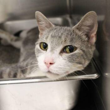 Domestic Short Hair Cats Available for Adoption in Des Moines, Iowa - Kiwi | PetCurious