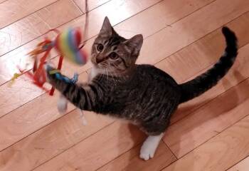 Rescue Domestic Short Hair Cats for Adoption in Sherwood, Oregon - Wibbly | PetCurious