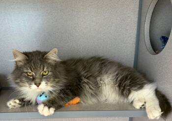 Rescue Domestic Long Hair Cats for Adoption in Gardnerville, Nevada - Earl Grey | PetCurious