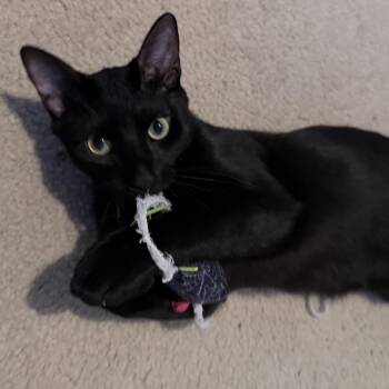 Onyx -  Domestic Short Hair Cat for Adoption in Liverpool, Texas - Onyx | PetCurious