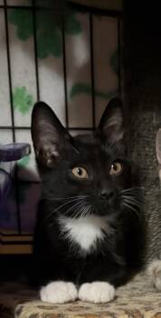 Oz -  Domestic Short Hair Cat for Adoption in Lemoyne, Pennsylvania - Oz | PetCurious