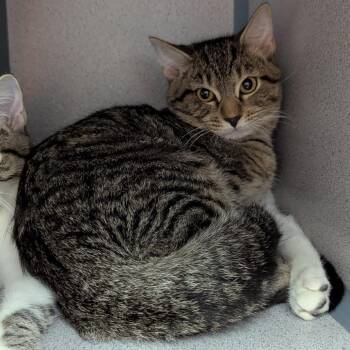 Spice -  Domestic Short Hair Cat for Adoption in Evansville, Indiana - Spice | PetCurious