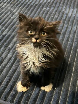 Rescue Domestic Long Hair Cats for Adoption in Battle Ground, Washington - Jake (pre-adoption) | PetCurious