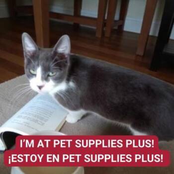 Rescue Domestic Short Hair Cats for Adoption in Carrollton, Texas - Pammy | PetCurious