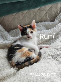 Rumi -  Calico Cat for Adoption in Avondale, Pennsylvania - Rumi | PetCurious