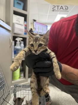 A187902 -  Domestic Short Hair Cat for Adoption in Pasadena, Texas - A187902 | PetCurious