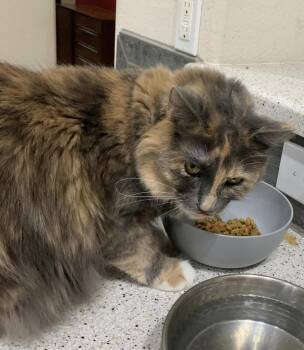 Domestic Medium Hair Cats Available for Adoption in Dallas, Texas - Sekhmet 2547 | PetCurious