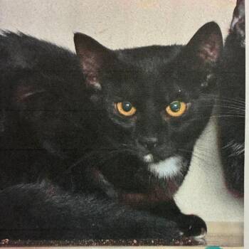 Nikon -  Domestic Short Hair Cat for Adoption in Austin, Texas - Nikon | PetCurious